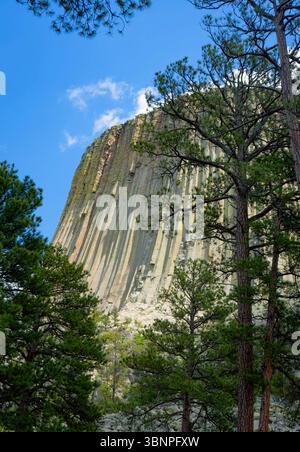 Devils Tower s'élève au-dessus des arbres, ses crêtes de basalte altérées capturant la lumière sous un ciel mouvant. La formation domine l'horizon. Banque D'Images