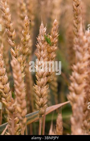 Parasite naturel sur le blé doré en macro détail, mettant en évidence la symbiose et les défis agricoles avec les insectes dans les champs de céréales biologiques Banque D'Images