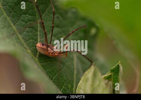 Plan macro détaillé d'une espèce Opiliones rampant sur une feuille avec un fond vert flou, focus sur le corps et les jambes Banque D'Images