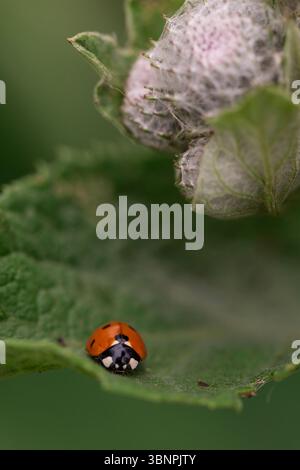 Macrophotographie d'une coccinelle à côté de bourgeons de plantes texturés recouverts de fibres naturelles, mettant en évidence la vie des insectes et les structures végétales en gros plan Banque D'Images