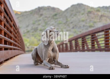 Portrait de Weimaraner dans le désert allongé sur un pont Banque D'Images