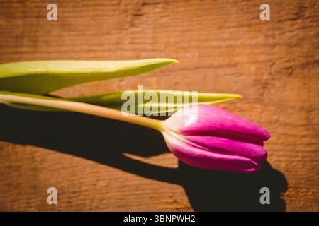 Tulipe rose avec des feuilles vertes est couchée sur une table en bois dans un design plat montrant la texture du bois Banque D'Images