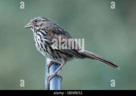 Un adulte bouché Song Sparrow perché sur le dessus d'une mangeoire à oiseaux. McClellan Ranch Preserve, comté de Santa Clara, Californie. Banque D'Images