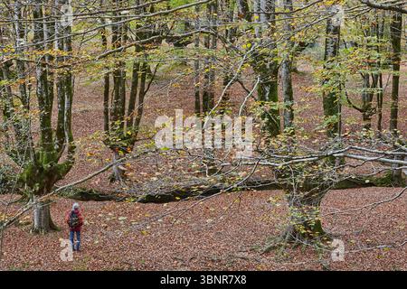 Forêt de hêtres à Vizcaya. Hayedo Otzarreta, Gorbeia. Paysage d'automne. Espagne Banque D'Images