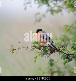 rosenrot... Gimpel, wegen seiner kaminroten Brust auch Dompfaff genannt Pyrrhula pyrrhula auf seiner Sitzwarte am Gebüschrand, sicherlich einer unserer schönsten Singvögel, heimische Natur *** belle couleur bullfinch eurasien au printemps, coloré, bien connu et commun oiseau chanteur dans toute l'Europe. Nordrhein-Westfalen Deutschland, Westeuropa Banque D'Images