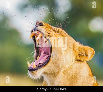 Femme Lion Yawning Banque D'Images