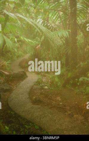 Chemin de jungle courbe dans la forêt nationale brumeuse El Yunque, Porto Rico Banque D'Images