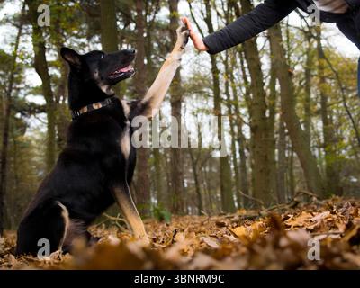 Un berger allemand noir et bronzé intelligent donne un cinq à une main humaine au milieu des feuilles d'automne tombées dans une belle forêt. Banque D'Images