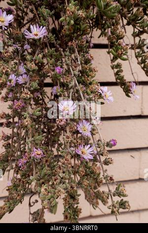 Plante succulente de chandelles Drosanthemum en fleurs Banque D'Images