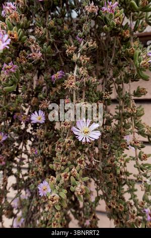 Plante succulente de chandelles Drosanthemum en fleurs Banque D'Images