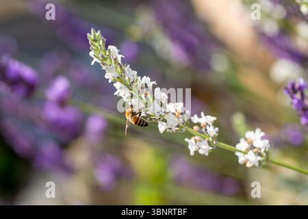 Une abeille à miel anglaise, Apis mellifera collectant le nectar des fleurs de lavande blanche Banque D'Images