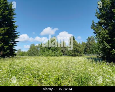 Une prairie verte vibrante avec des fleurs sauvages blanches, sous un ciel bleu vif par une journée ensoleillée. Banque D'Images