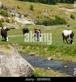 Un groupe de vaches est semé sur un pré, mangeant une herbe verte à des thétas dans un ruisseau Banque D'Images