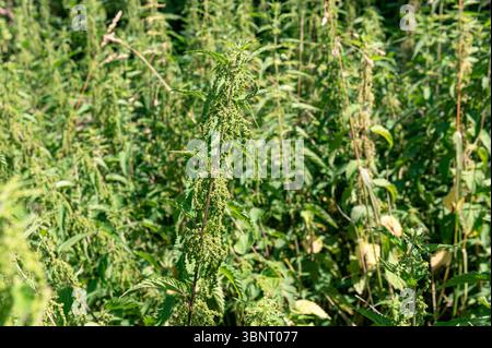 Jardinage général de fruits et légumes. Urtica dioica, ortie commune, ortie brûlée, ortie piquante. Souvent considérées comme une mauvaise herbe les orties piquantes ont diverses utilisations pratiques. Le photographe fait de la soupe à partir des feuilles. Récolte, juillet, été, nourriture, allotissement, moestuin, jardin, Banque D'Images