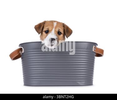 Chiot chien Jack Russell mignon, assis dans une baignoire en métal gris. En regardant par-dessus le bord droit vers la caméra. Isolé sur fond blanc. Banque D'Images