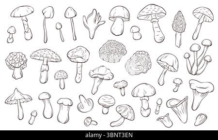 Grande collection de divers styles d'art de ligne de champignons pour livre de coloriage et étude botanique. Parfait pour l'éducation thème de la forêt, la science naturelle et toxique Illustration de Vecteur