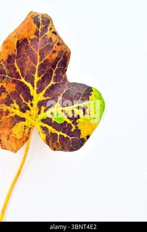 Feuille de lierre jaune d'automne vert et brun et tige de tige Banque D'Images