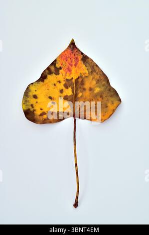 Feuille et tige de lierre jaune d'automne vert et brun Banque D'Images