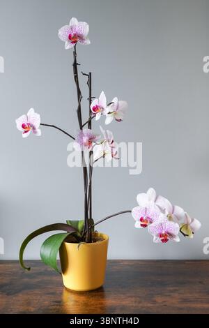 Close up of orchid flowers Banque D'Images