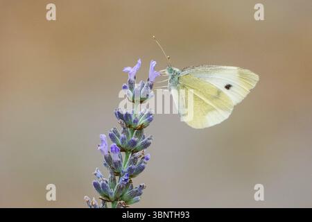 Petit papillon blanc se nourrissant de fleur de lavande Banque D'Images