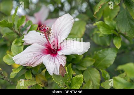 Israël, Hibiscus syriacus, ketmia syrien, Hibiscus coréen ; Straucheibisch, Syrischer Eibisch, Hibiskus Banque D'Images