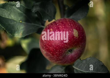 Une pomme brillante, riche et juteuse poussant sur l'arbre. Prise de vue macro. Gros plan. Banque D'Images