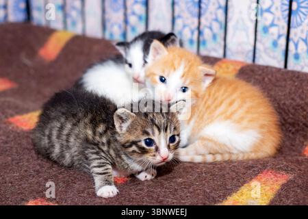 Trois chatons ludiques sont confortablement allongés sur une couverture brune douce et chaude, profitant de leur petite sieste ensemble dans un endroit confortable Banque D'Images