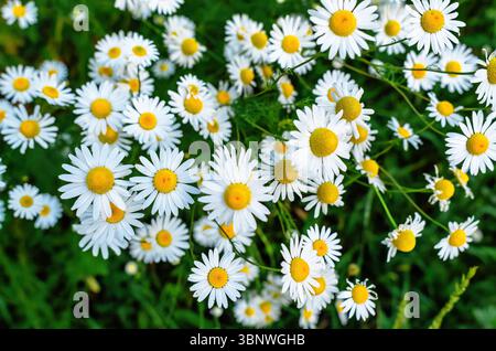 Marguerites blanches. Fleurs de camomille fleurissant sur fond défocalisé. Agréable scène naturelle de prairie d'été Banque D'Images