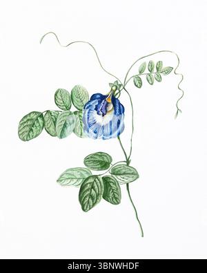 Illustration de fleur dessinée à la main sur du papier aquarelle blanc. Œuvres d'art botanique lumineuses avec texture douce et détails floraux fins. Banque D'Images