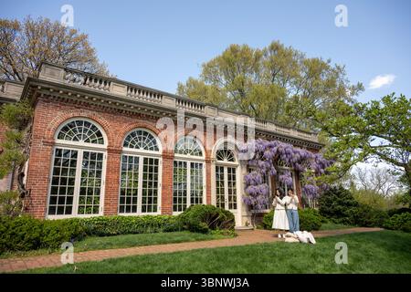 Wisteria en pleine floraison au Dumbarton Oaks Garden à Georgetown, Washington, DC Banque D'Images