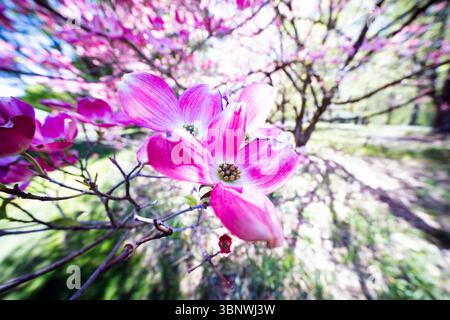 Vue rapprochée des fleurs de Dogwood rose avec un effet de gros plan extrême Banque D'Images