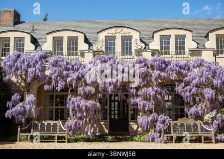 Wisteria en pleine floraison au Dumbarton Oaks Garden à Georgetown, Washington, DC Banque D'Images