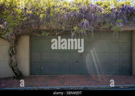 Wisteria en pleine floraison à Georgetown, Washington, D.C. Banque D'Images