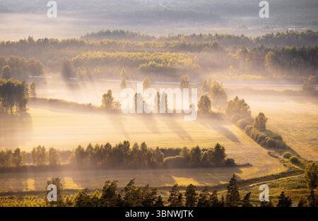 Coucher de soleil doré sur les champs ruraux et les arbres en Lettonie, vue aérienne Banque D'Images