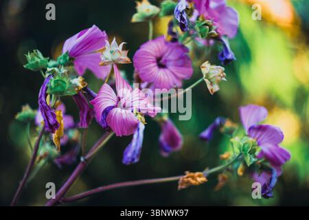 Pink flower of Lavatera trimestris, silver cup. Also known as annual, rose, royal or regal mallow. Banque D'Images