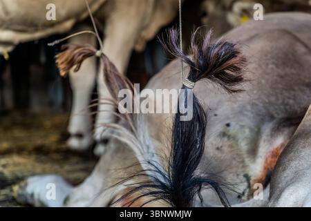 La queue d'une vache est attachée avec une ficelle dans la grange. Cette coutume est une pratique traditionnelle dans certaines régions alpines pour améliorer l'hygiène dans la production laitière. Cependant, cette pratique est également critiquée parce qu'elle restreint le bien-être animal et nuit à la liberté naturelle de mouvement de l'animal. À Engelberg, en Suisse, les queues des vaches sont attachées, une pratique traditionnelle pour améliorer l'hygiène dans l'étable et pour préparer le départ des vaches des alpages. Hobiel, Engelberg, Uri, Suisse Banque D'Images