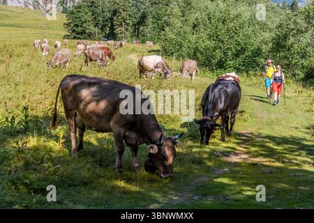 Un couple de randonnée marche le long d'un chemin à travers une prairie verte à Engelberg, Obwald, Suisse. De nombreuses vaches paissent paisiblement sur la prairie alpine ensoleillée. La scène montre la nature idyllique des Alpes suisses. Wasserfallstrasse, Engelberg, Obwald, Suisse Banque D'Images