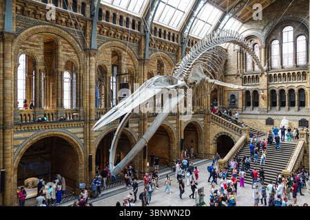L'Hintze Hall avec squelette de rorqual bleu dans l'histoire naturelle de Londres Angleterre Royaume-Uni UK Banque D'Images