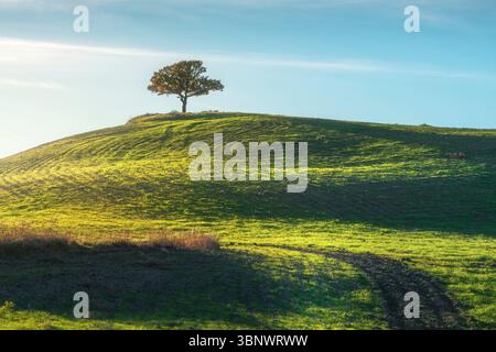 Arbre solitaire au sommet d'une colline dans la région de Toscane et une trace de labourage dans le champ. Paysage à Pienza, Italie Banque D'Images