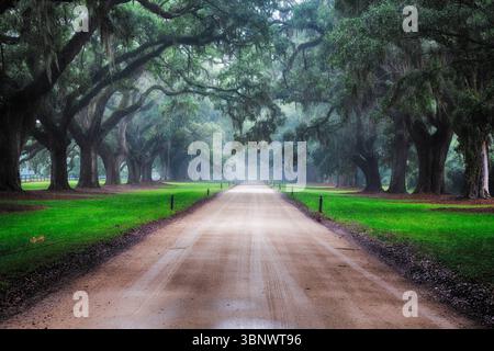 Live Oak Trees Covered Dirt Road, Boone Hall Plantation, Mt Pleasant, Caroline du Sud, États-Unis Banque D'Images