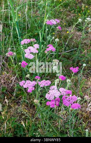 Flèche commune rose fleurie, Achillea millefolium. Banque D'Images