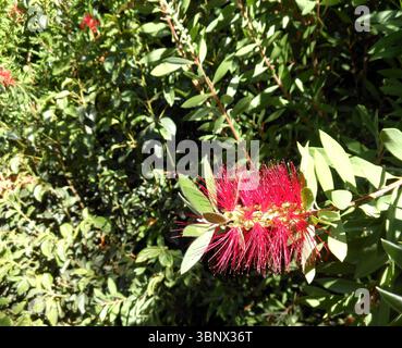 Petites fleurs de la plante appelée arbre de brosse avec des feuilles de couleur rouge. Banque D'Images