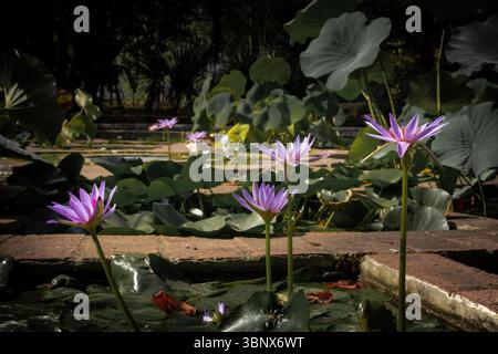Fleurs de nénuphar dans un jardin botanique de Florence, Italie Banque D'Images