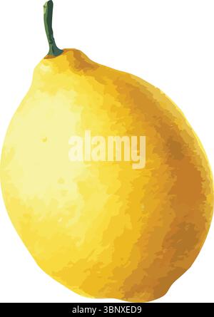 Illustration peinte à l'aquarelle vectorielle d'un citron Illustration de Vecteur