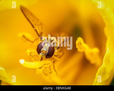 Gros plan capturant hoverfly engagé dans la collecte de pollen à l'intérieur d'une fleur jaune vif Banque D'Images