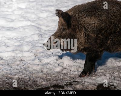 Sanglier (sus scrofa) marchant dans la neige au parc animalier Elistvere, Estonie. Gros plan de la faune indigène européenne en hiver. Banque D'Images