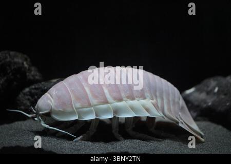 Isopode géant (Bathynomus giganteus) au Japon Banque D'Images