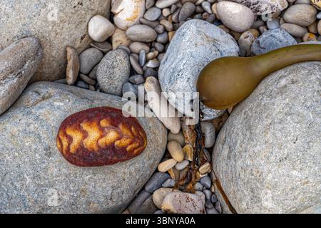 Bull Kelp et la coquille d'un chiton Gumboot sont échoués sur les rochers de la crique à point Arena, Californie, États-Unis Banque D'Images