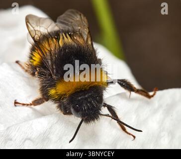 Plan macro de Bumblebee mouillé sur la surface blanche Banque D'Images