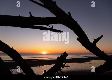 Vieux arbres sur la rive de la mer Caspienne au lever du soleil. Banque D'Images